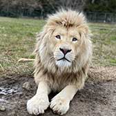 Transvaal Lion